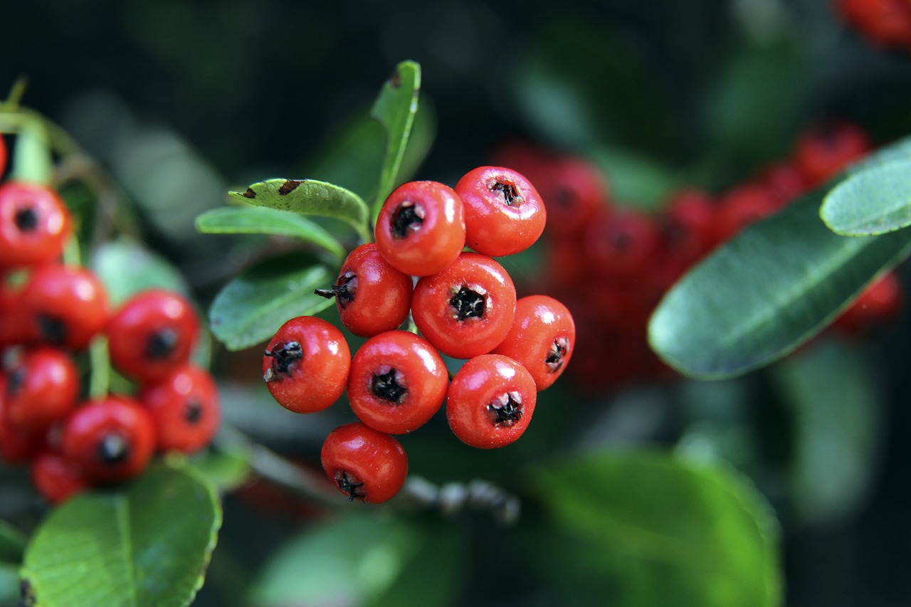 2024莫斯考尼杯欧洲队斩获5连冠 杰森-肖荣膺MVP.