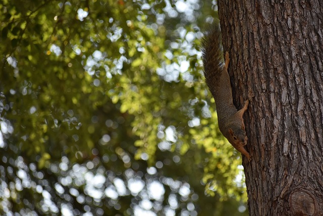 阿士東維拉 阿士東維拉